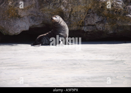Seebär bergende unter dem Felsen am östlichen Ende des Strandes auf Farewell Spit, Golden Bay, Südinsel, Neuseeland Stockfoto