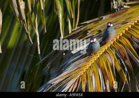 Java Spatzen (Padda Oryzivora) auf der Insel Maui, Hawaii. Stockfoto