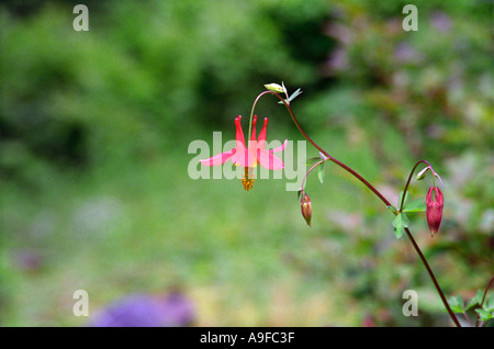 Wildblumen am Anderson Pass Stockfoto