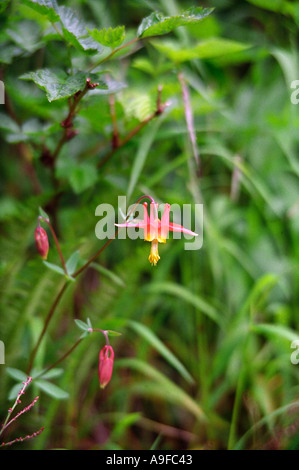 Wildblumen am Anderson Pass Stockfoto