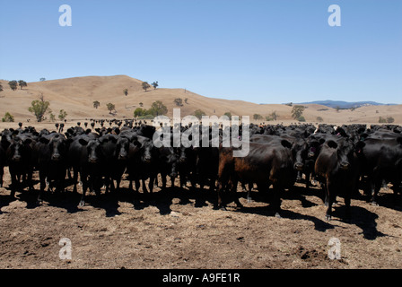 Rinder in der Nähe von Bonnie Doon Victoria Australien Stockfoto