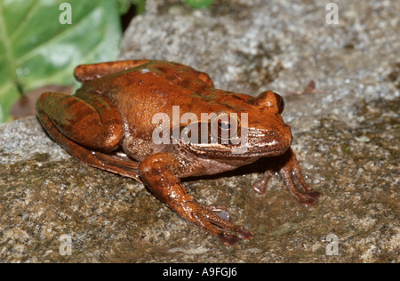 Tomatenfrosch (Dyscophus Antongili, Dyscophus Antongilli), sitzend auf Ast, Madagaskar Stockfoto