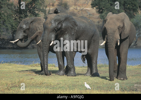 Elefant Chobe Nationalpark Botswana sind sie noch nassen und glänzenden nach dem Waschen im Fluss im Hintergrund zu sehen Stockfoto