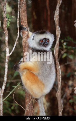 DIAdem Sifaka, matrizengeformte Sifaka (Propithecus Diadema), festhalten an Baumstamm, Madagaskar Stockfoto