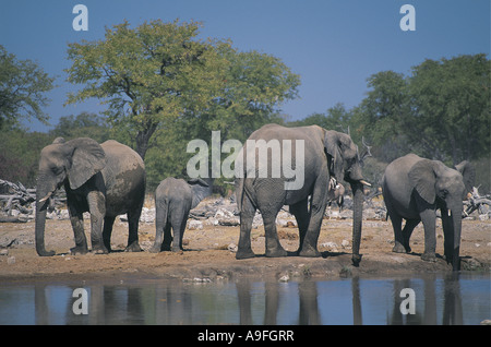 Elefant-Weibchen und Kälber am Wasserloch Etosha Nationalpark Namibia Stockfoto