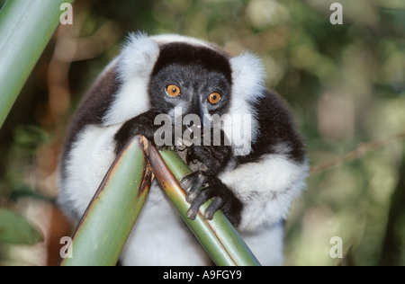 bunte Lemur, Ruffed Lemur (Varecia Variegata), das Festhalten an einem Ast, Madagaskar Stockfoto