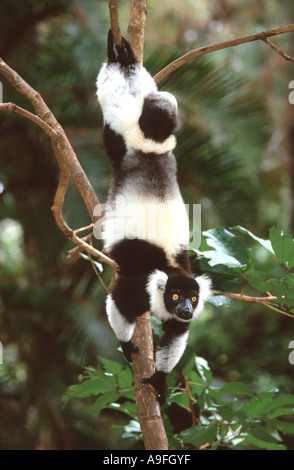 bunte Lemur, Ruffed Lemur (Varecia Variegata), Klettern hinunter einen Stamm, Madagaskar Stockfoto