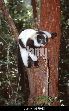 bunte Lemur, Ruffed Lemur (Varecia Variegata), Klettern hinunter einen Stamm, Madagaskar Stockfoto