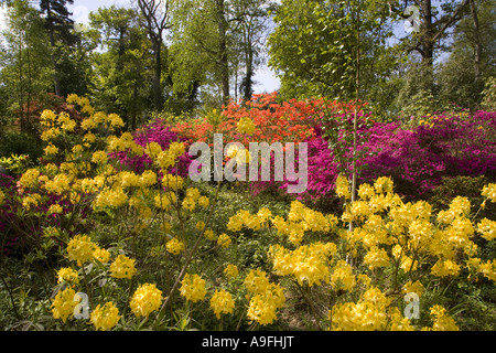 Hoveton Hall Gardens Norfolk UK Mai Stockfoto