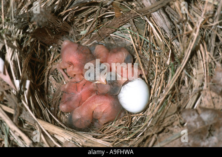pied-Fliegenschnäpper (Ficedula Hypoleuca), Küken im Nest, Deutschland Stockfoto