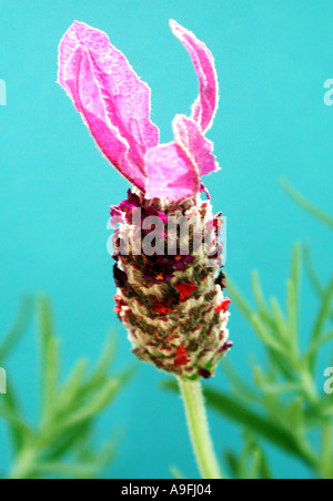 COMMON NAME Lavendel Französisch lateinische NAME Lavandula stoechas Stockfoto