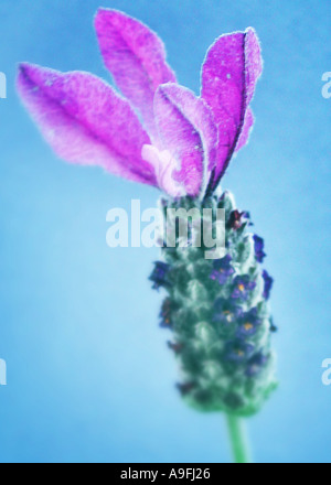 COMMON NAME Lavendel Französisch lateinische NAME Lavandula stoechas Stockfoto