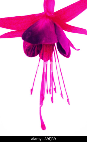 GEMEINSAMEN Namen Fuschia lateinische NAME Fuschia Stockfoto