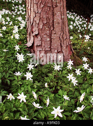 COMMON NAME Holz lateinischen Namen Anemone Anemone nemorosa Stockfoto