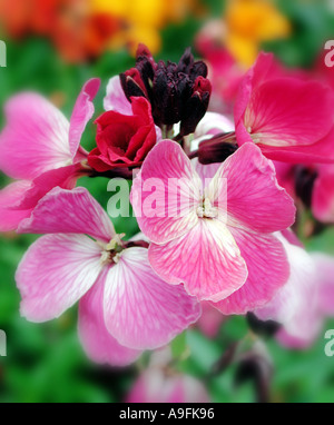 GEMEINSAMER NAME Mauerblümchen lateinische NAME Zonen Stockfoto