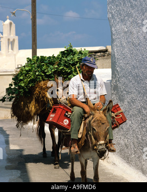 Griechenland Cyclades Inseln Santorini Pyrgos Dorf Santoriner Landwirt auf Esel mit Belastung von Weinblättern Stockfoto