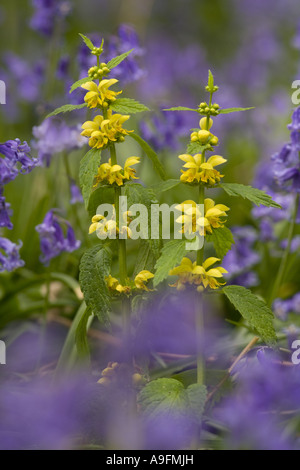 Gelbe Erzengel Lamiaastrum galeobdolon Stockfoto