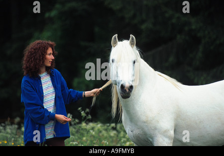 Connemara Pony (Equus Przewalskii F. Caballus), mit Frau Stockfoto