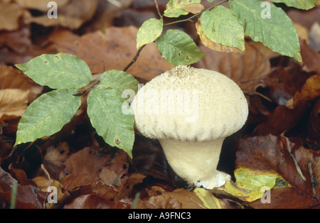 Stößel Puffball (Calvatia Excipuliformis, Calvatia Saccata). Stockfoto