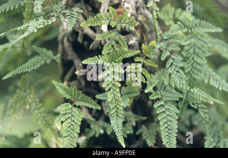 weißes Kaninchen Fuß, Fuß weiße Kaninchen Farn, Bären-Fuß Farn (Humata Tyermannii), sprießen. Stockfoto