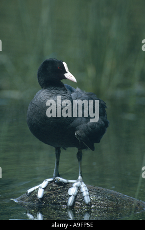 schwarzen Blässhuhn (Fulica Atra), auf Stein im Wasser, Dänemark, Jaegersborg, Kopenhagen, Jul 01. Stockfoto