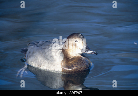 gemeinsamen Tafelenten (Aythya 40-jähriger), Weiblich, Baden, Deutschland, Schleswig-Holstein, Eckernfoerde, Feb 96. Stockfoto