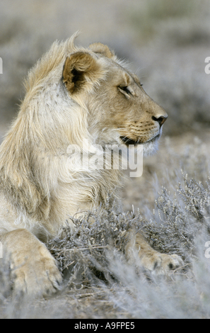 Löwe (Panthera Leo), unreife männliche Löwe, ruhen, Südafrika Kgalagadi Transfrontier Nationalpark, Nov 02. Stockfoto