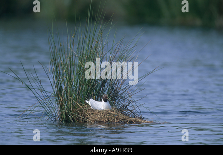 Lachmöwe (Larus Ridibundus), Erwachsene Zucht auf Nest, Holland, Brabant, Groote Peel. Stockfoto