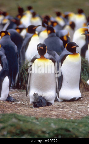 King Penguin (Aptenodytes Patagonicus), Erwachsene mit Küken, Falkland Island, Volunteer Point, Jan 04. Stockfoto