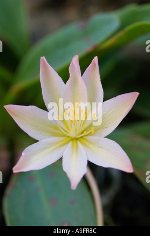 Blume LEWISIA (Lewisia Tweedyi) WENATCHEE ROCK ROSE, östlichen Cascade Mountains WA Mai Stockfoto