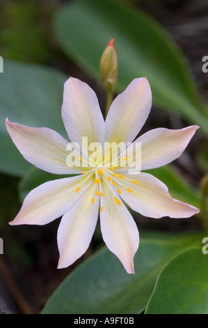 Blume, Tweedy LEWISIA (Lewisia Tweedyi) WENATCHEE ROCK ROSE, östlichen Cascade Mountains WA Mai Stockfoto