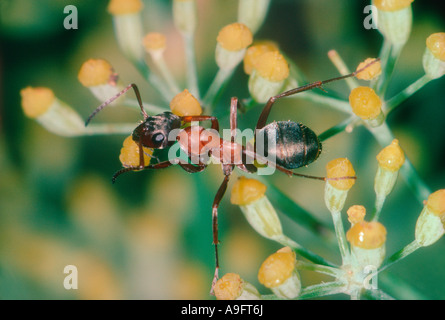 Ameise, Camponotus Cruentatus. Fütterung auf Euphorbia Pflanze Stockfoto