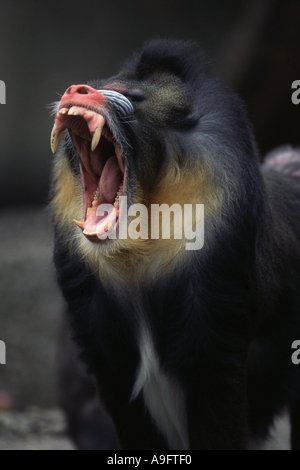 Mandrill (Papio Sphinx, Mandrillus Sphinx), Knurren, zeigt seine Zähne Stockfoto