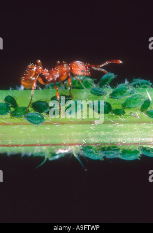 Europäische Feuerameise, Myrmica Rubra. Melken Blattläuse Kolonie auf Stamm Stockfoto