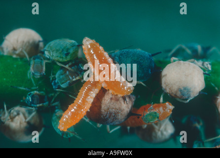 Schwebfliege, Familie Syrphidae. Larven auf Blattlaus Kolonie Stockfoto