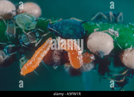 Schwebfliegen, Familie Syrphidae. Larven auf Blattlaus Kolonie Stockfoto