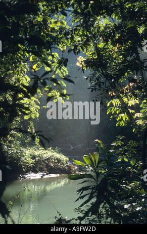 Regenwald mit Flüsschen, Indonesien, Insel Yapen, Irian Jaya Stockfoto