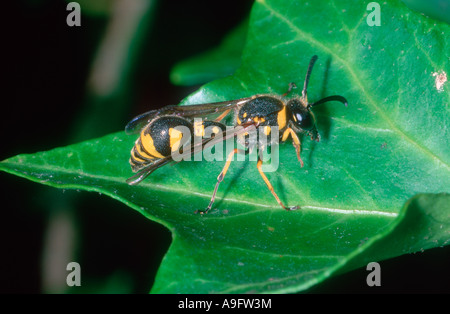 Gesundheit Potter Wasp, Eumenes coarctatus. Auf Blatt Stockfoto