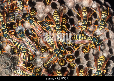 Papier-Wespen, Polistes Gallicus. Detail der Gruppe Wespennest Stockfoto