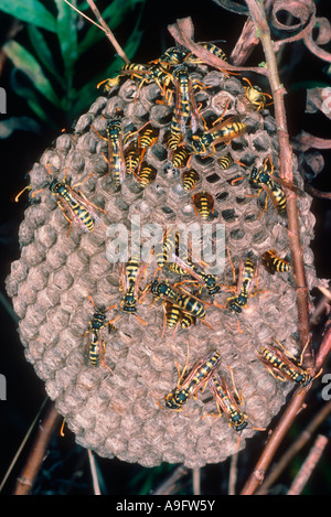 Papier-Wespen, Polistes Gallicus. Am Wespennest Stockfoto