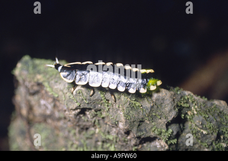 Glow Worm (Lampyridae), Larve, im Regenwald, Indonesien, Sumatra, Genung Leuser NP. Stockfoto