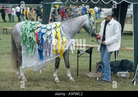 Welsh Pony Sektion A, Welsh-Mountain-Pony, Welsh Mountain Pony (Equus Przewalskii F. Caballus) Stute mit Auszeichnungen Stockfoto