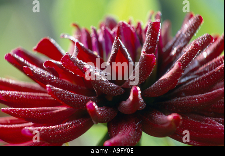 Georgina (Dahlia spec.), Detail der Blüte Stockfoto