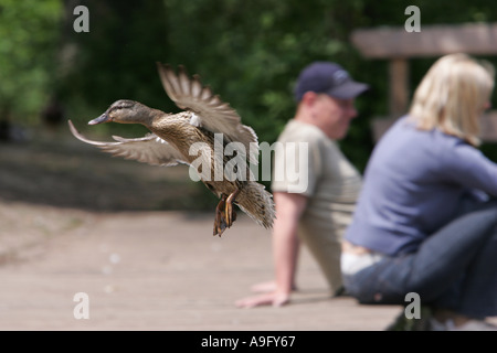 Stockente (Anas Platyrhynchos), Weiblich, ausziehen, mit Personen, Deutschland Stockfoto