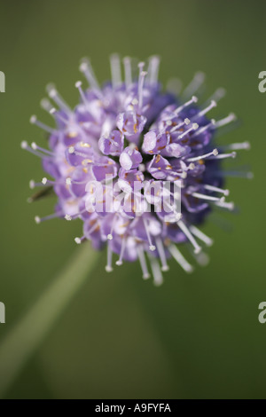 Teufels-Bit Witwenblume, Teufels-Bit (Succisa Pratensis), blühen, Großbritannien, Schottland Stockfoto