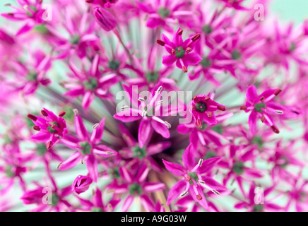 Nahaufnahme von Allium purple Sensation, Allium aflatunense. Stockfoto