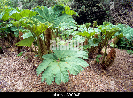 Gunnera Manicata, Savill Gardens, Surrey, England, Vereinigtes Königreich. Stockfoto