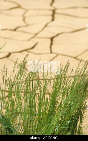 Getrocknete und rissig Schlamm in drypool Stockfoto