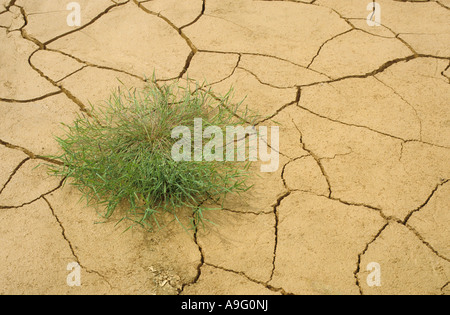 Getrocknete und rissig Schlamm in drypool Stockfoto