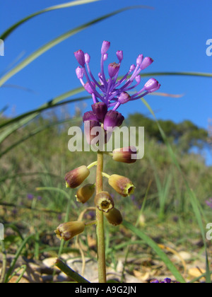 Feder Hyazinthe (Muscari Comosum), blühende Pflanze, die blauen Blüten sind steril und dienen lediglich zur Attraktion, Spanien, Mallorca Stockfoto